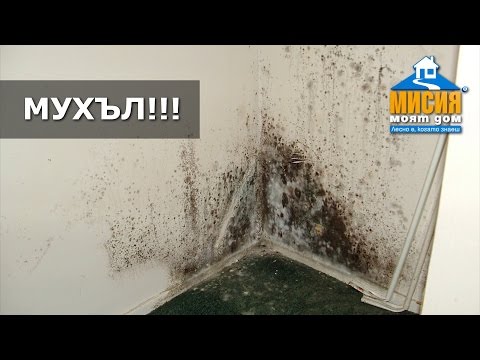 Видео: Премахване на мухъл | Мисия Моят Дом