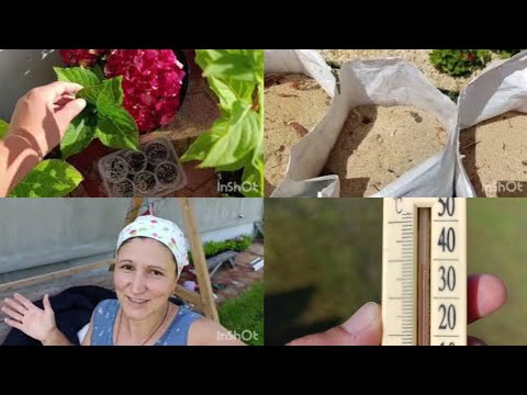 Видео: Сельские будни/Давно я так не готовила 🤣 Мульчирую всё опилками👍