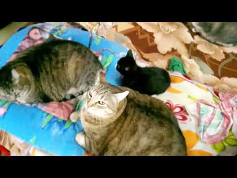 Видео: У толстого кота Степы появился новый друг