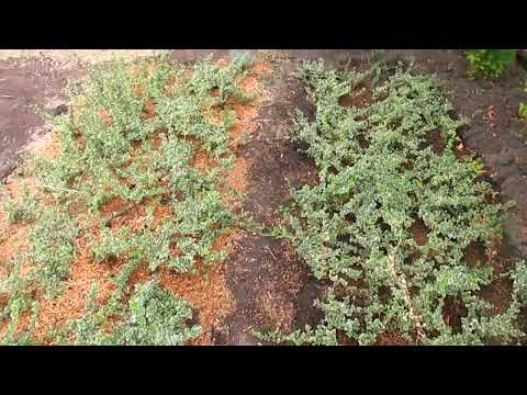 Видео: БЕРЕСКЛЕТ.  Как растёт и как поливать. Обзор растений, Часть 3.