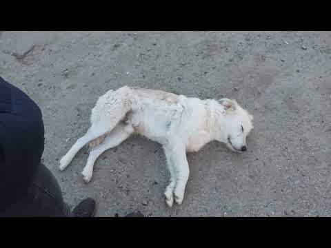 Видео: Собака улыбается нам/ собака попрошайка/