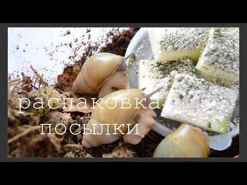 Видео: РАСПАКОВКА ПОСЫЛКИ/ улитки по обмену