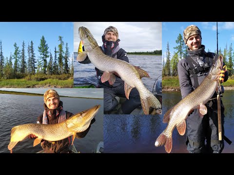 Видео: Cеверные щуки, бешеный клёв и приключения на Ямале - ч1. Crazy pikes, crazy fishing Russia Yamal  p1
