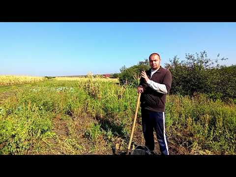 Видео: Копаю картошку!Три ведра посадил сколько накопал!?