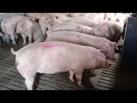 Видео: ЦІНИ на СВИНЕЙ, Мʼясо та Сало-Годівля Поросяток  при ВІДЛУЧЦІ щоб не було Діарей