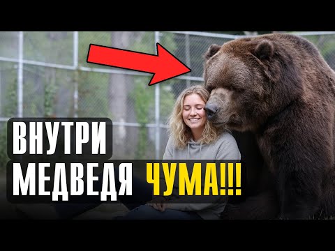 Видео: Почему есть мясо медведя смертельно опасно! Без преувеличений