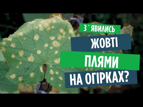 Видео: Чому жовтіє листя огірків? Пероноспороз (несправжня борошниста роса). Методи боротьби з хворобою