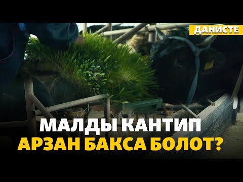 Видео: “Гидропоника өстүрүп, бир кышта 200 боо чөп үнөмдөдүм” | "Данисте"