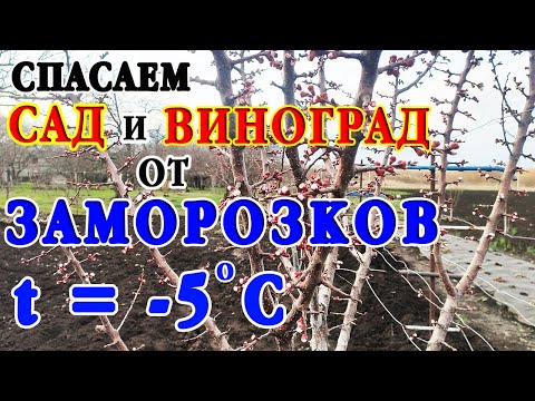 Видео: Как спасти САД и ВИНОГРАД от весенних заморозков, укрытие винограда, смородины и ежевики, полив!
