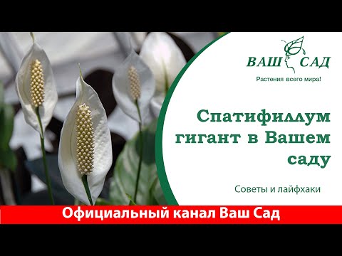 Видео: Спатифиллум гигант. Такого вы еще не видели. Ваш сад