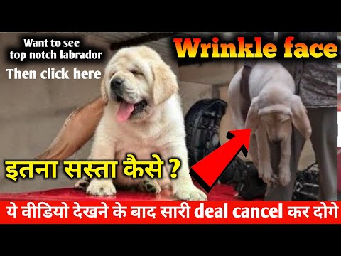 Видео: Как так дёшево | Лабрадор с морщинистой мордой по низкой цене | Английский щенок лабрадора на про...