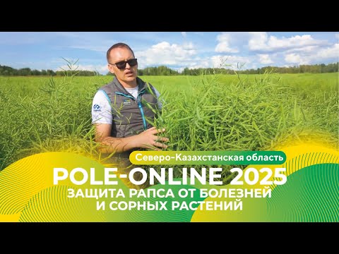 Видео: Комплексная защита рапса в Северо-Казахстанской области | Pole-Online 2025 #рапс #гербицид #фунгицид