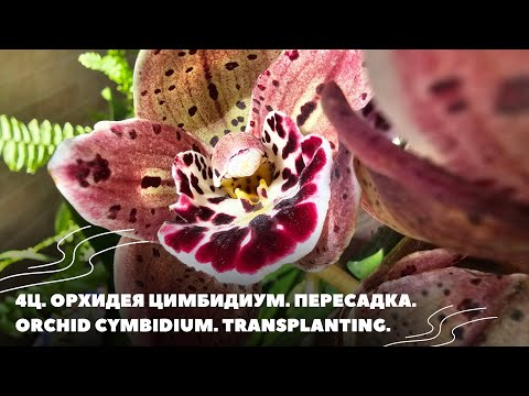 Видео: 4Ц. Орхидея Цимбидиум. Пересадка.Orchid Cymbidium. Transplanting.