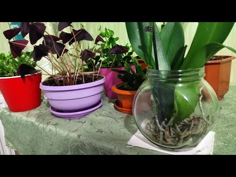 Видео: Зрение /как растет Орхидея в банке /Вязание /БЛОГ