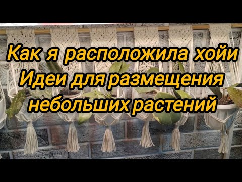 Видео: Как расположила хойи на зимовку. Мои идеи для размещения комнатных растений