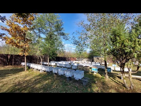 Видео: Останні роботи на пасіці в цьому сезоні (23.10.25) 💛💙