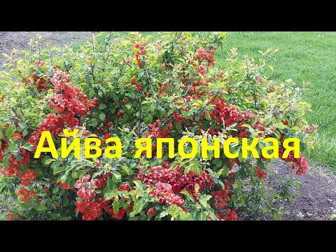 Видео: Айва японская в моем саду | Про Сад с Любовью