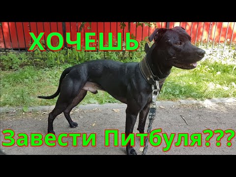 Видео: ХОЧЕШЬ ЗАВЕСТИ ПИТБУЛЯ??? ТОГДА СМОТРИ!