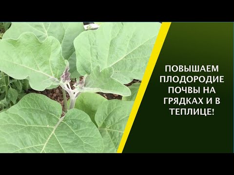Видео: КАК ПОЛУЧИТЬ ОГРОМНЫЙ УРОЖАЙ? ПОВЫСИТЬ ПЛОДОРОДИЕ ПОЧВЫ!