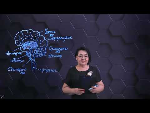 Видео: Мидың құрылысы мен қызметтері. 1 бөлім. 10 сынып.