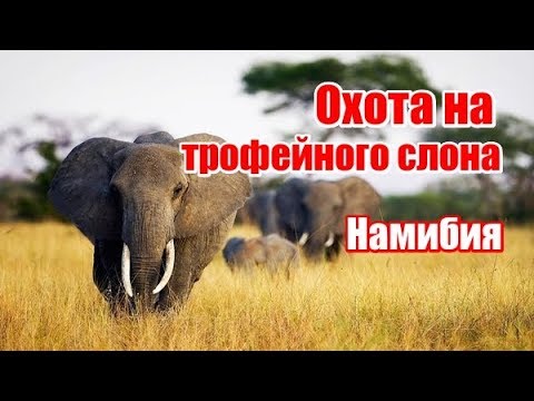 Видео: Охота на трофейного слона | Намибия (RUS)