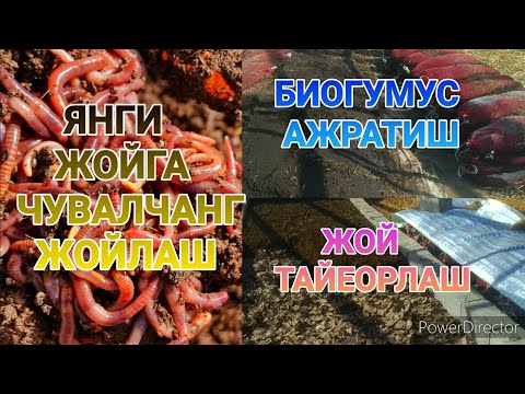 Видео: ЧУВАЛЧАНГ БИОГУМУСДАН АЖРАТИШ/ЖОЙ ТАЙЕОРЛАШ/ЧУВАЛЧАНГ БИЗНЕС/БИОГУМУС БИЗНЕС