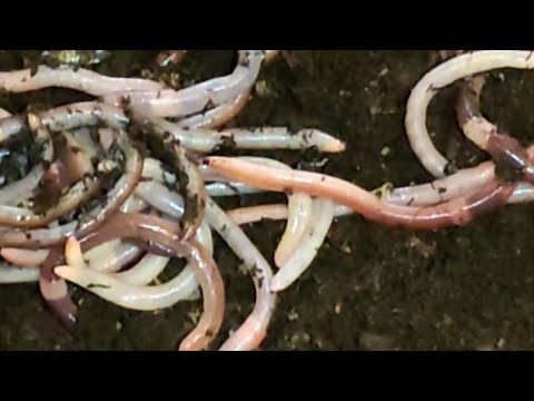 Видео: ПЕРВЫЕ КОКАНЫ ДЕНДРОБЕНЫ