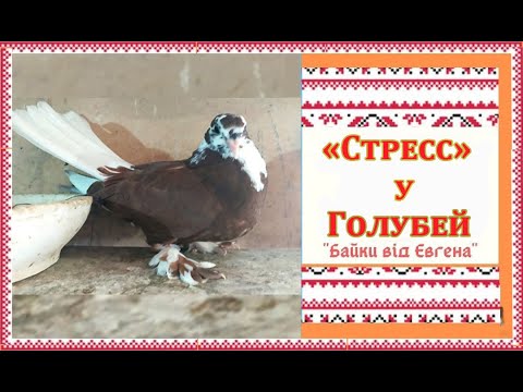Видео: Стресс у Голубей и другие жизненные моменты голубиного хозяйства.