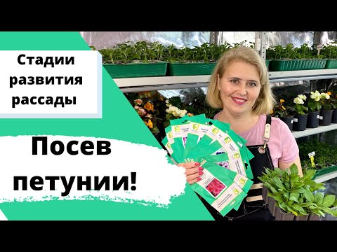 Видео: Лучший способ ПОСЕВА ПЕТУНИИ! Успех гарантирован!!! Стадии развития рассады