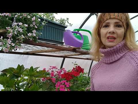 Видео: КАК СОХРАНИТЬ КРУПНОЛИСТНУЮ ГОРТЕНЗИЮ В ДОМАШНИХ УСЛОВИЯХ ? ОТКРЫВАЮ СЕКРЕТЫ ,