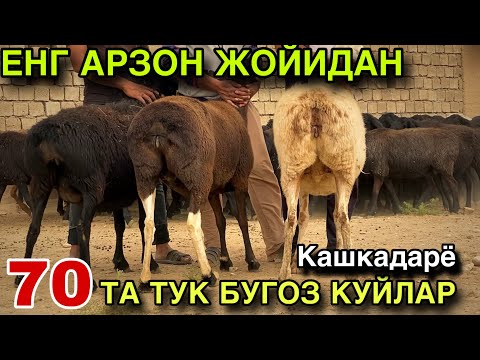 Видео: ТУК БУГОЗ КУЙЛАР СОТУВДА! ЯКИНДА НАРХЛАР ЯНА УЗГАРАДИ! 