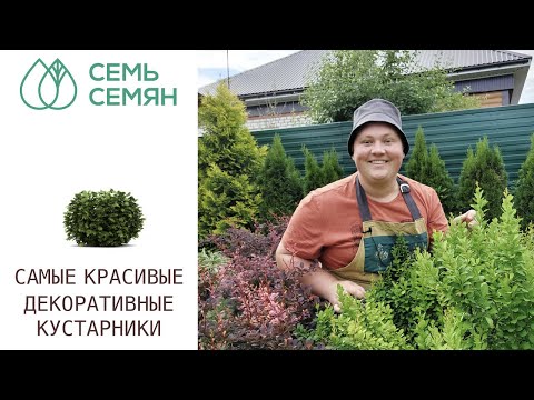 Видео: ЛУЧШИЕ КУСТАРНИКИ ДЛЯ ЖИВЫХ ИЗГОРОДЕЙ И БОРДЮРОВ!