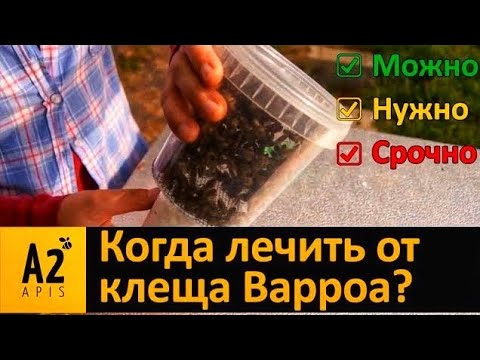 Видео: Как сделать тест на кол-во #варроа в пчелосемье: немецкий опыт