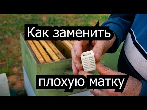 Видео: Пасека #35 Как заменить плохую матку ? Пасека. Пчеловодство.