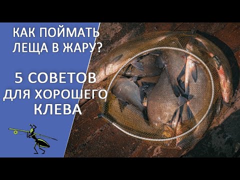Видео: Рыбалка на фидер. Как поймать рыбу в жару? 5 советов для хорошего клева