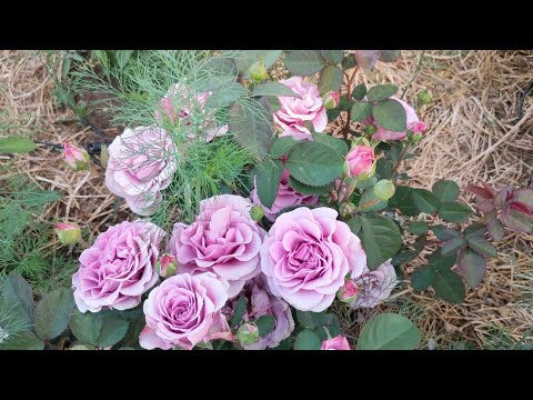 Видео: Великолепные розы. Праздник в моем саду.