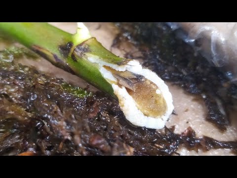 Видео: Живцювання троянд з букету у мох||Експеримент||З'явився калюс🙂||Частина 4