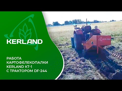Видео: 🔥 Картофелекопалка Kerland KT-1 в работе с трактором Dongfeng DF-244 G2