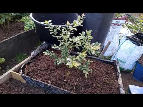 Видео: посадка куста голубики от А до Я(2)