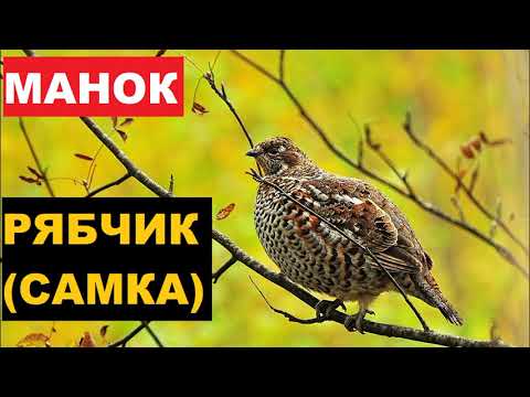 Видео: 🔊ГОЛОС (МАНОК) РЯБЧИК САМКА