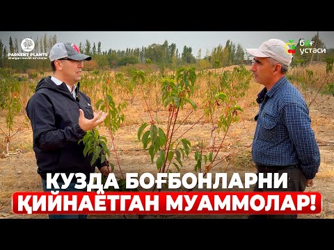 Видео: КУЗДА БОҒНИ ТАЙЁРЛАШДА ЙЎЛ ҚЎЙИЛАДИГАН ХАТОЛАР! | ШУҲРАТ АБРОРОВ #shuhratabrorov #kuz #kesish #ogit