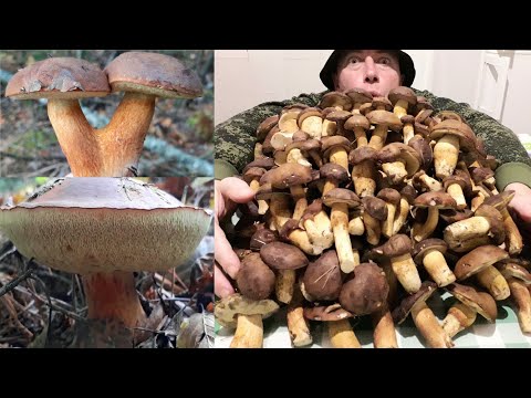 Видео: ПОЛЬСКИЙ ГРИБ - целая гора! КАК И ГДЕ ИСКАТЬ?