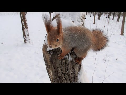 Видео: Ушастик наконец объявился и показал где живёт / Ushastik finally showed up and showed where he lives