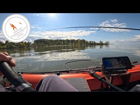 Видео: Рыбалки в сентябре | Бердь и Обское водохранилище 🎣
