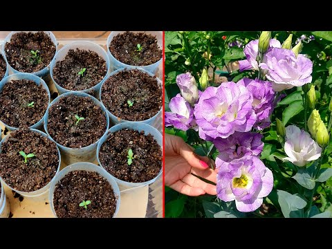 Видео: КАК И КОГДА ПИКИРОВАТЬ ЭУСТОМУ. Грунт, объем стаканчика, условия выращивания эустомы из семян