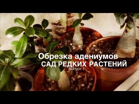 Видео: Обрезка адениумов