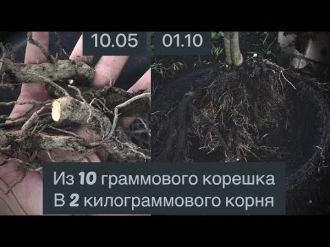 Видео: Рост Павловнии из маленького корешка до большого корня Полный видеоотчет роста Павловнии за 1 сезон