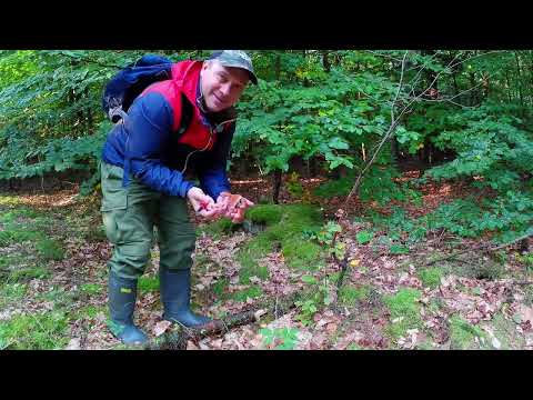 Видео: Грибной лес. Второй заход в новый для меня лес.