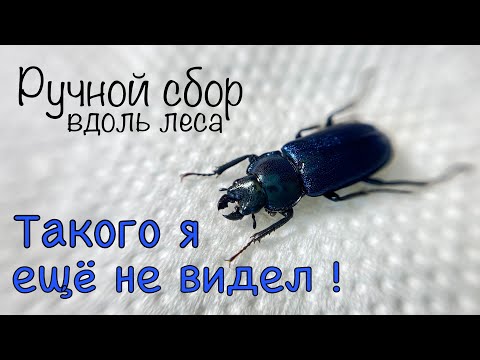 Видео: Пойманы в воздухе! Неожиданная находка на энтомологической охоте #энтомология