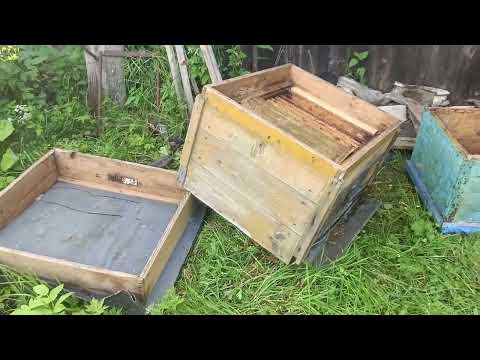 Видео: Пчеловодство - Прилетел рой